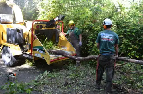 tree services Geraldine